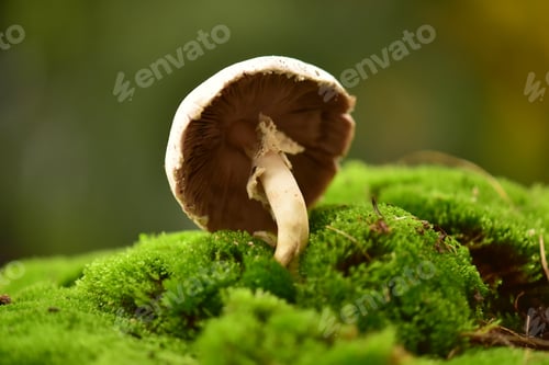 Preview: Mushroom in a forest in autumn