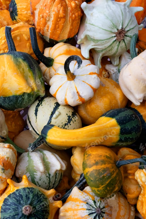 Preview: Variation of ornamental pumpkins full frame close up