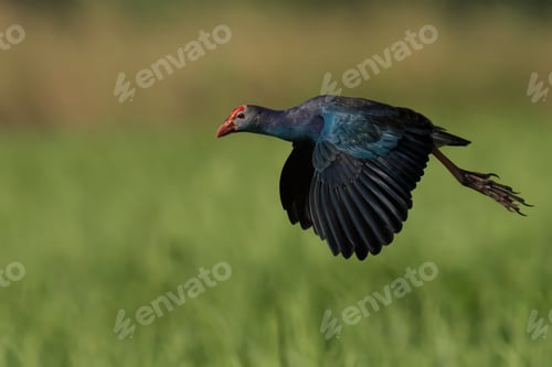 Preview: Purple swamphen in flight over green field