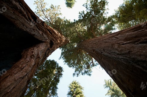 Preview: Giant sequoia trees, Sequoia National Park, California, USA