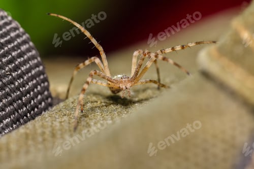 Preview: Amazing Macro photography of spider.