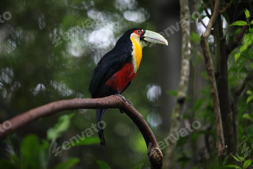 Preview: toucan, bird, colours, tropics