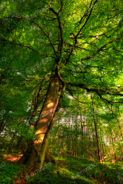 Preview: Lush forest in the spring