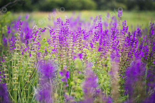 Vorschau: lila Wildblumen