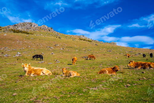 Preview: Free cows up on top of Mount Adarra in Guipuzcoa. Basque Country