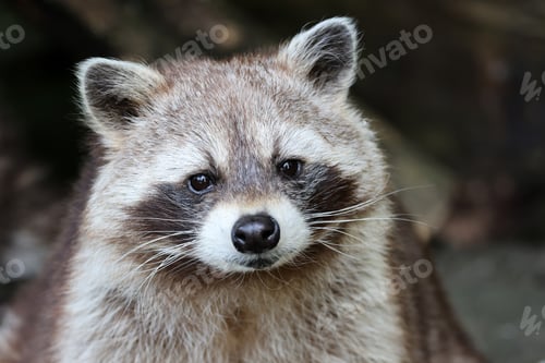 Preview: portrait of a cute raccoon close up in the nature.