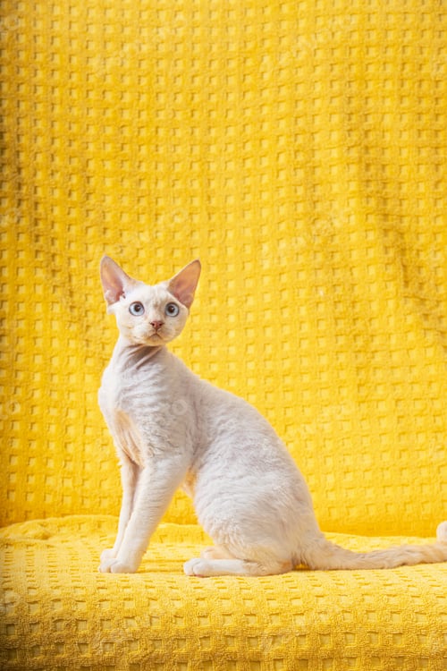 Preview: White Devon Rex Kitten Kitty. Short-haired Blue-eyed Cat Of English Breed On Yellow Plaid Background