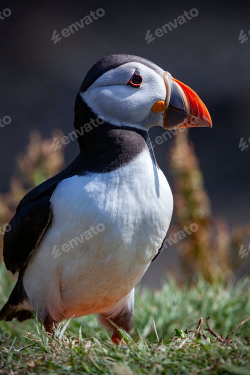 Preview: Puffin (Fratercula arctica)