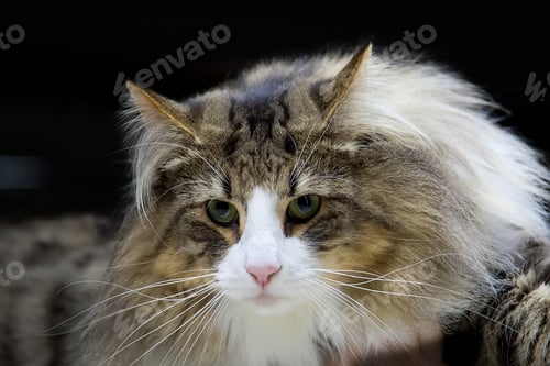 Preview: Cat - Norwegian Forest
