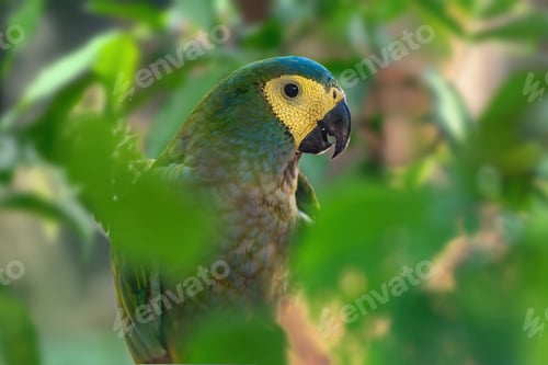 Preview: Red-bellied Macaw parrot (Orthopsittaca manilatus)