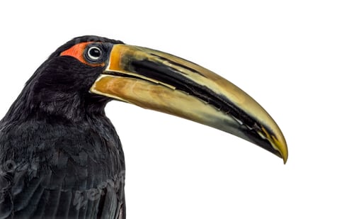 Preview: Pale Mandibled Aracari isolated on white