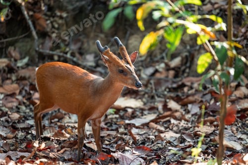 Preview: Indian Muntjac Deer exploring the forest floor in India