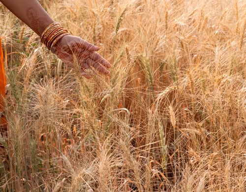 Preview: Closeup of Indian woman's hand touching wheat in a field,