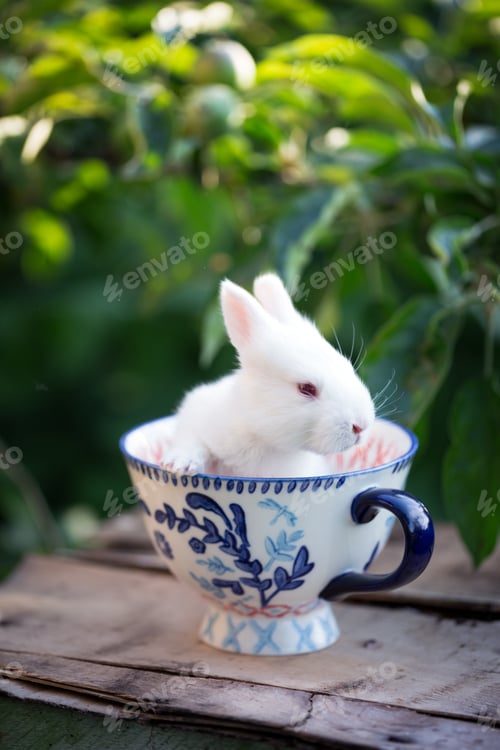 Preview: little white rabbit at the cup