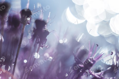 Preview: a drop of water on a purple flower. wild onions closeup. wild leek background.