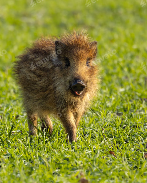 Preview: Closeup of a fluffy piglet in a lush, green field