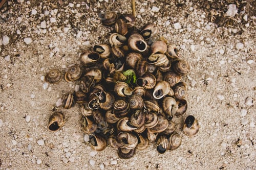 Preview: bunch of snails collected on the ground