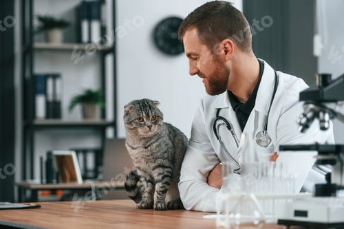 Preview: Animal is on the table. Doctor is taking care of scottish fold gray tabby cat in the clinic