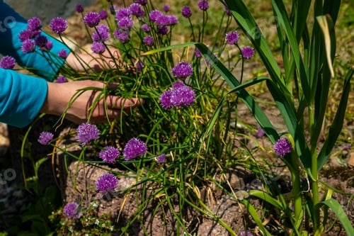 Preview: Hands carefully nurture clusters of purple chive flowers in a sunny garden setting on a bright day
