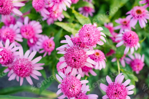 Preview: Pink Razmatazz coneflower in full bloom