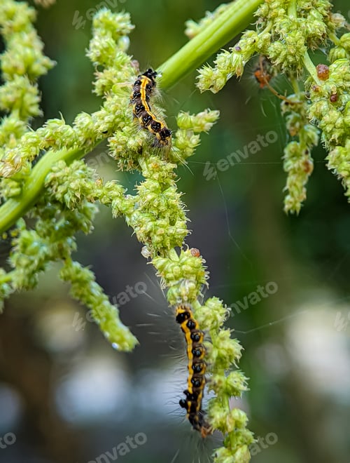 Preview: Closeup the caterpillar that is on the stem of the green vegetable tree.