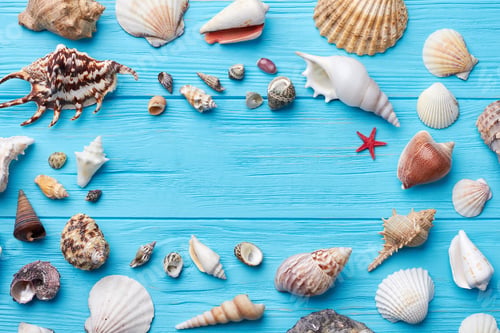 Preview: Sea shells around empty surface