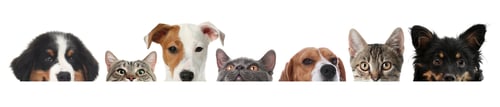 Preview: Adorable cats and dogs peeking out from banner on white background