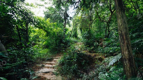 Preview: Trail in asian tropical forest after rain
