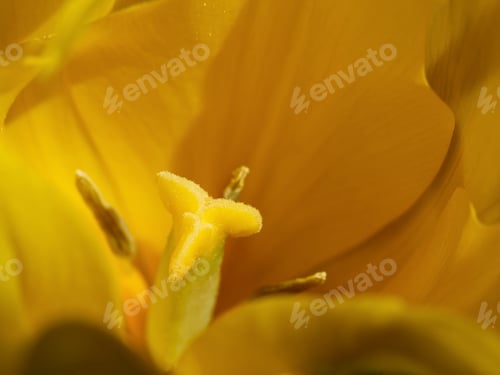 Preview: Close-Up View of a Brilliant Yellow Flower