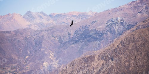 Preview: Condor flying at Mirador Cruz del Condor (Condor viewpoint) near Colca Canyon, Peru, South America
