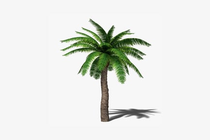 Palm tree with arcuate trunk and symmetrical fronds