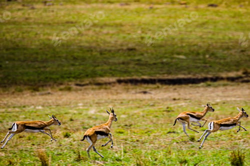 Preview: Thomsona Gazelle Wildlife Animals Maasai Mara National Game Reserve Park