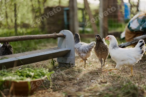 Preview: Young healthy chickens go from feeders at the farm organic grass and corn feed for better health in