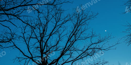 Preview: Trees Without Leaves With Blue Sky. Natural Bold Blue Night Starry Sky Background. Bright Dramatic