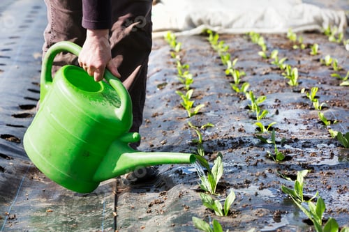 Preview: A person watering small seedlings.