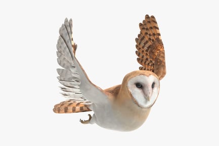 Preview: Flying Barn Owl - Animated