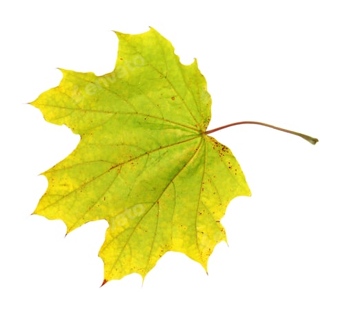 Preview: One maple leaf isolated on white. Autumn season