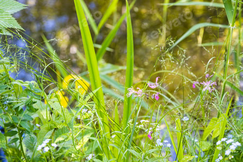 Preview: lush foliage close up on coast of forest pond