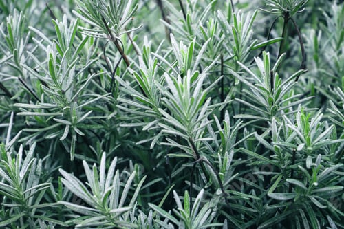 Preview: closeup plant of lavender plants. green background