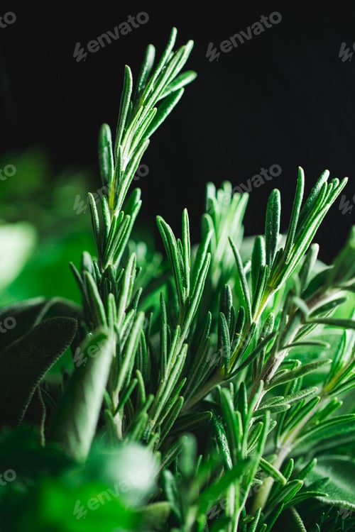 Preview: Macro photography of kitchen herbs like sage, rosemary, parsley, dill and basil.