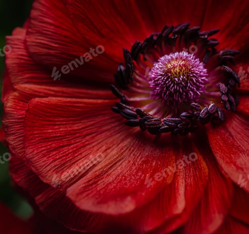 Preview: Closeup of beautiful red ranunculus. Nature zoomed in.