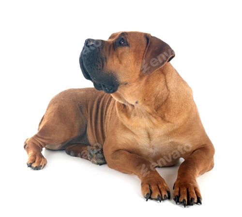 Preview: African boerboel in studio