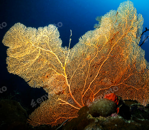 Preview: Underwater Photograph surrounded by coral reef scene