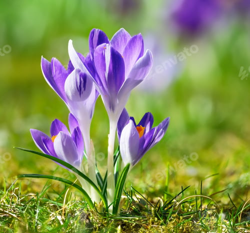 Preview: Macro of crocus flowers