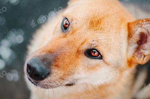 Preview: A mixed breed dog on a walk. Cute dog in the snow. Funny pet. Pet adoption. Winter park