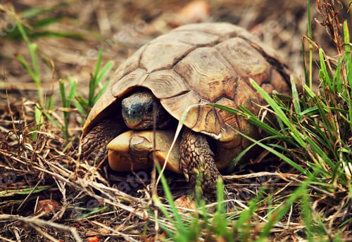 Preview: Wild Leopard tortoise close up, Tanzania Africa