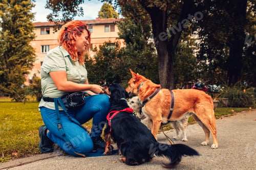 Preview: Female dog walker with dogs enjoying in city park.