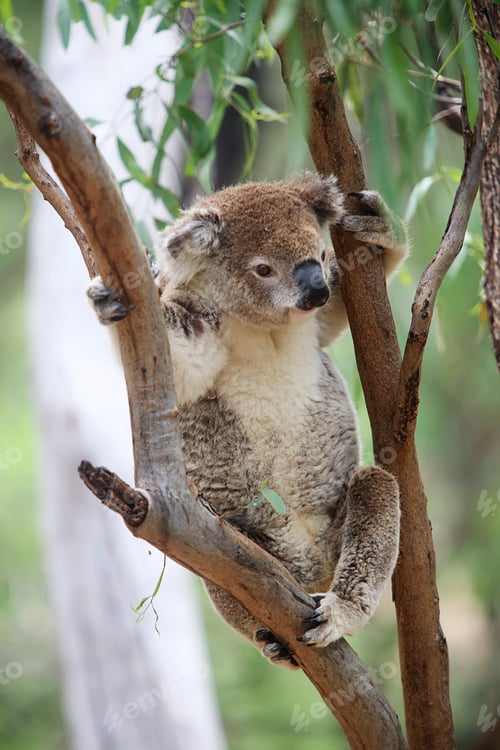 Vorschau: Koala in einem Baum
