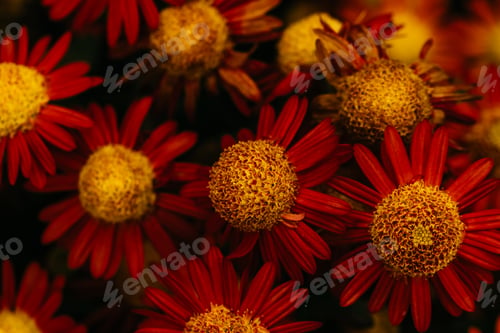 Preview: Autumn flower chrysanthemum background