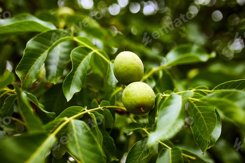 Preview: Walnuts ready to harvest from tree, Green leaves background